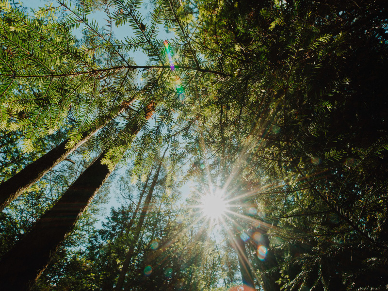 Güneş Enerjisi İle Ağaçları ve Ormanları Kurtarmak: Sürdürülebilir Bir Gelecek İçin Adımlar
